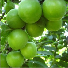 Ases Tüplü 4 Yaş Meyve Veren Yeşil Can Erik Fidanı Boy 180-200 cm