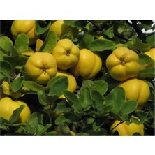 Ases Tüplü 4 Yaş Meyve Veren Ekmek Ayva Fidanı Boy 180-200 cm