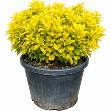 Lotus Botanik Gold Taflan (Euonymus Japonica Aurea) | Canlı Bitki