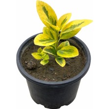 Lotus Botanik Gold Taflan (Euonymus Japonica Aurea) | Canlı Bitki