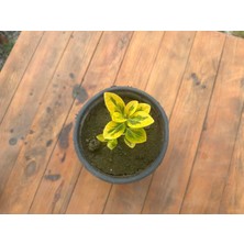 Lotus Botanik Gold Taflan 10 Adet (Euonymus Japonica Aurea) | Canlı Bitki