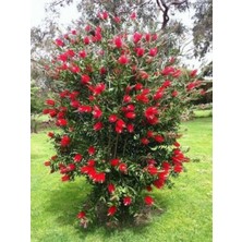 Lotus Botanik Firça Çalısı (Callistemon) 100-150 cm | Canlı Bitki