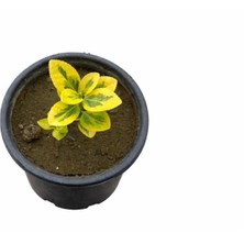 Lotus Botanik Gold Taflan - 20 Adet (Euonymus Japonica Aurea) | Canlı Bitki