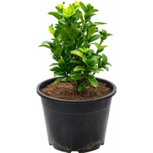 Lotus Botanik Sütun Taflan Çalısı - Çıtır Taflan (Euonymus japonicus) – Saksıda Canlı Bitki – 25-30  cm