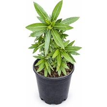 Zakkum Çalısı Bitkisi (Nerium oleander) – Saksıda Canlı Bitki – 50–60 cm