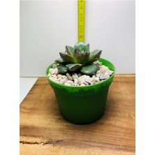 Echeveria Purpussorum Sukulent