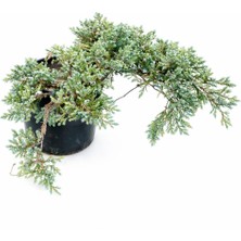 Lotus Botanik Mavi Yayılıcı Ardıç Canlı Bitki (Juniperus horizontalis) | Çap 60–70 cm