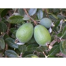 The Best Online Thebestonline Feijoa (Kaymak) Ağacı Fidanı