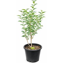 Lotus Botanik Ligustrum Çalısı (Ligustrum Spp.) – Saksıda Canlı Bitki –  Boy: 20 cm