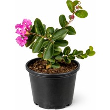 Lotus Botanik Oya Çalısı 10 Adet (Lagerstroemia Indica) – Saksıda Canlı Bitki – 🎍 Boy: 55–70 cm