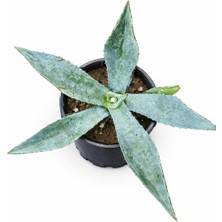 Lotus Botanik Yeşil Agave (Agave Americana) – Saksıda Canlı Bitki –  Çap: 20-30 cm