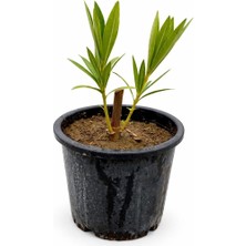 Lotus Botanik Zakkum Çalısı Bitkisi (Nerium oleander) – Saksıda Canlı Bitki – 30 cm