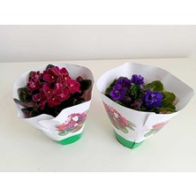 The Best Online Afrika Menekşesi 2'li Süpriz Renk