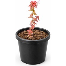 Lotus Botanik Abelya Bitkisi (Abelia Grandiflora) – Saksıda Canlı Bitki – 15–20 cm