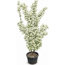 Lotus Botanik Filbahri Canlı Bitki (Philadelphus Coronarius) | Boy 200–250 cm