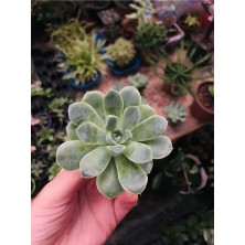 Saksıda Echeveria Elegans 5.5cmlik