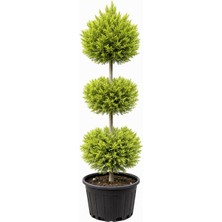 Lotus Botanik Ponpon Limoni Çamı Canlı Bitki (Cupressus Macrocarpa ‘goldcrest’) | 3 Top | Boy 170–180 cm