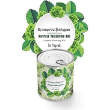 Eco Lounge Konserve Bahçem Evde Konservede Iri Yapraklı Kıvırcık Yetiştirme Kiti