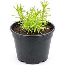 Lotus Botanik Biberiye Çalısı - Biberiye Çiçeği (Rosmarinus officinalis) – Saksıda Canlı Bitki – 15 cm