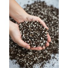 Minik Orman Botanik Doğal Gövde - Palmiyeler ve Ağaçlar Için Genel Kullanım Substratı