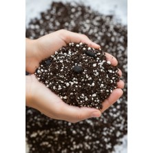 Minik Orman Botanik Mevsim Çiçeği — Tek Yıllık Balkon Çiçekleri Için Hafif Substrat