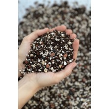 Minik Orman Botanik Güçlü Gövde — Büyük Saksılar ve Kadılar Için Güçlendirilmiş Palmiye ve Ağaç Substratı