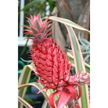 Yavuz Fidancılık Kırmızı Ananas Fidanı 3 Yaş 50 cm