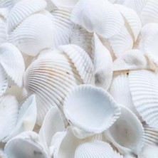 Bilim Sepeti Deniz Kabuğu