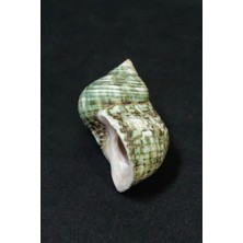 Pozitif Doğal Taş Yeşil Deniz Kabuğu Turbo Sparverius 10TS