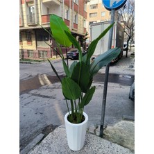 Rüzgar Yapay Çiçekçilik 180 cm Starlice Ağacı Fiber Saksıda
