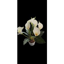 Rüzgar Yapay Çiçekçilik 50 cm Porselen Beyaz Saksıda 7 Li Gala Çiçeği
