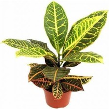 Kraton Salon Bitkisi 2 Adet - Croton Petra 30-50 cm