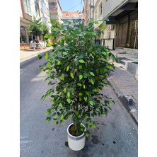 Rüzgar Yapay Çiçekçilik 170 cm Boyunda Benjamin Ağacı