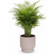 Serinova Vega Saksı 33 Litre