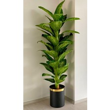 Rüzgar Yapay Çiçekçilik 40X30 Siyah Gold Saksıda Yeşil Difenbahya Ağacı Gerçekçi Görünüm