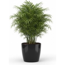 Rüzgar Yapay Çiçekçilik Serinova Yakut 4 7,4 Litre Saksı