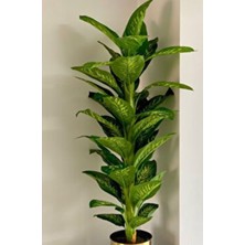 Rüzgar Yapay Çiçekçilik 150 cm Difenbahya Ağacı Saksisiz