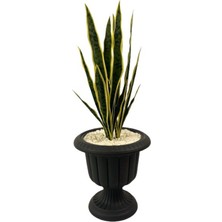 Yapay Kılıç Yucca Bitkisi 1.20 mt Boy Ağaç Nergiz Antrasit Saksıda Yuka Ağacı