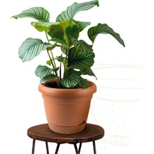 Rüzgar Yapay Çiçekçilik Kp Inci Granür Saksı 4.9 Litre