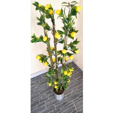 Rüzgar Çiçekcilik 1 Metre Limon Mandalina Nar Set