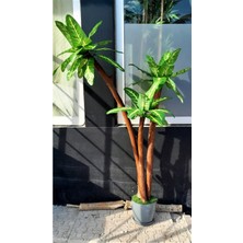 Yapay Difenbahya Ağacı 3 Gövdeli 1.80 mt Boy Islak Doku Büyük Geniş Yeşil Yapraklı Ağaç