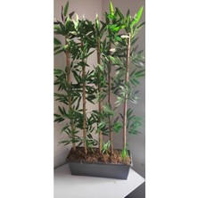 Rüzgar Çiçekcilik 1 Metre 5 Li Bambu