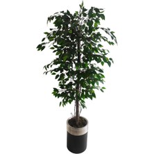 Rüzgar Yapay Çiçekçilik 180 cm Benjamin Ağacı