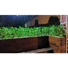 Rüzgar Yapay Çiçekçilik 50 cm 20 Adet Bambu