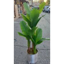 Rüzgar Yapay Çiçekçilik 160 cm Muz Ağacı