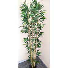 Rüzgar Çiçekçilik 170 cm 5 Gövdeli Bambu Ağacı