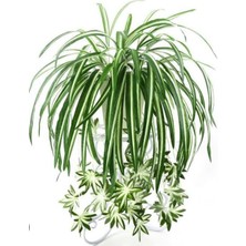 Rüzgar Yapay Çiçekçilik Kurdale Sarmaşığı