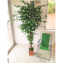 Yapay Benjamin Ağacı 1.70 mt Boy Ficus Benjamia Osb Ahşap Saksıda Canlı Doku