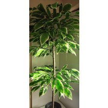 Rüzgar Çiçekcilik 180 cm Yeşil Beyaz Ceviz Ağacı