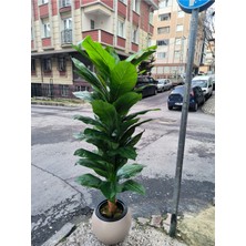 Rüzgar Yapay Çiçekçilik 170 cm Gold Saksıda Difenbahya Ağacı